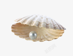 贝壳抠图素材