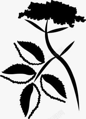 接骨木植物香料图标