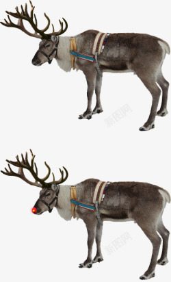 红鼻头鲁道夫驯鹿红鼻子鲁道夫孤立圣诞圣诞节红加仑高清图片