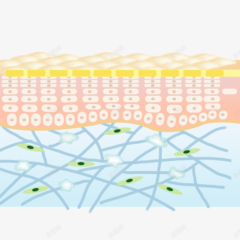 面部皮肤png免抠素材_新图网 https://ixintu.com 面部 皮肤