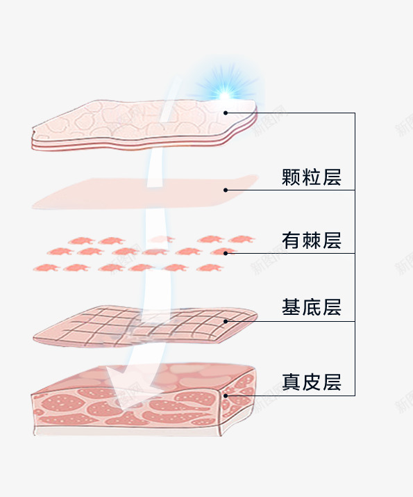 肌底png免抠素材_新图网 https://ixintu.com 肌底