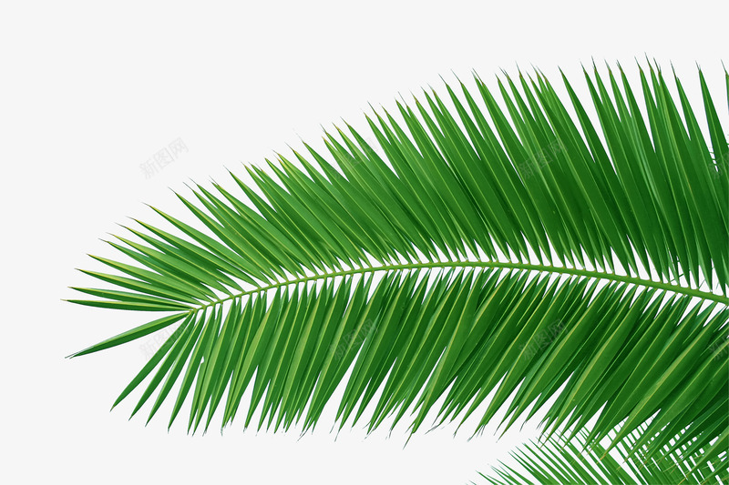 椰子树叶免扣透明绿色椰子png免抠素材_新图网 https://ixintu.com 椰子 椰子树 树叶 免扣 透明 绿色