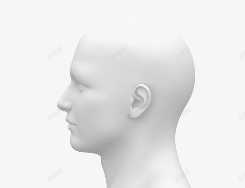 人体模型头部png免抠素材_新图网 https://ixintu.com 人体 模型 头部