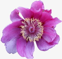 紫牡丹紫牡丹高清图片