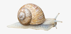 爬网蜗牛壳慢慢地爬网动物黏液土地蜗牛轴承座关闭性质Wi高清图片