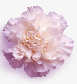 淡紫色的康乃馨淡紫色高清图片