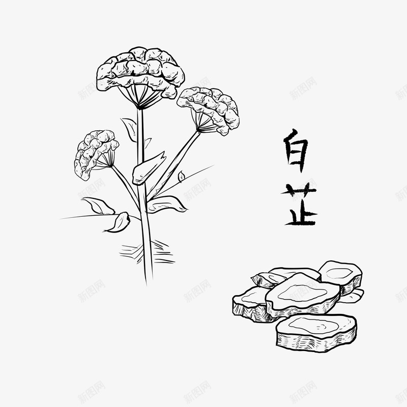 白芷png免抠素材_新图网 https://ixintu.com 白芷