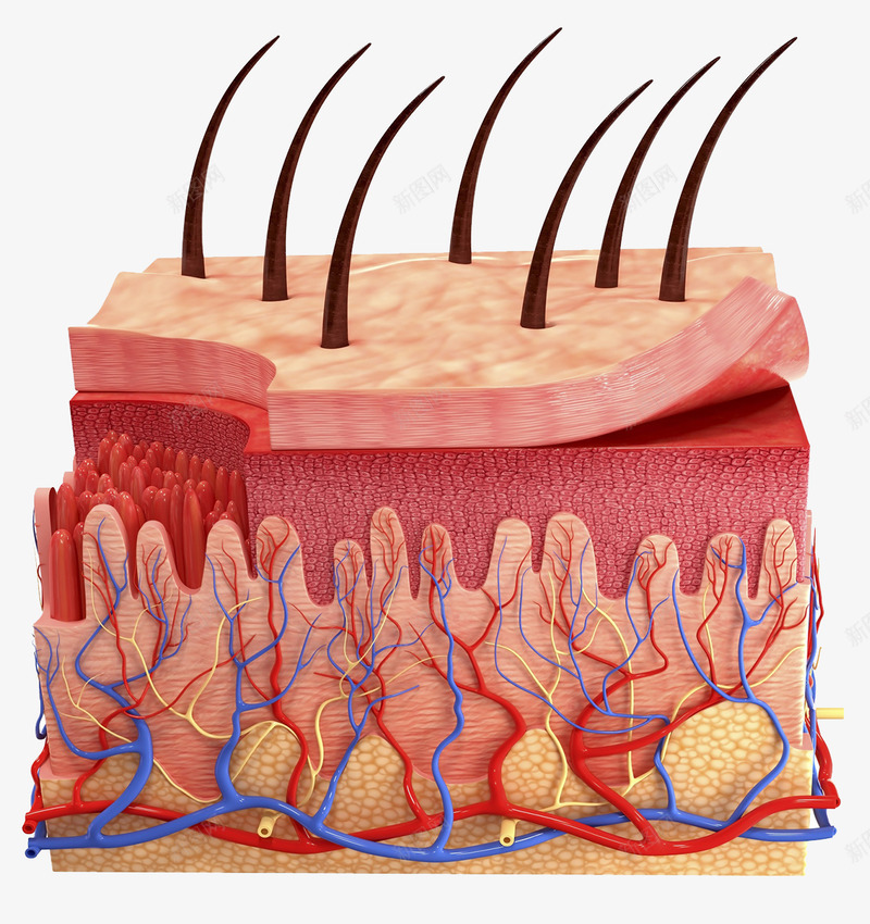 皮肤组织png免抠素材_新图网 https://ixintu.com 皮肤 组织