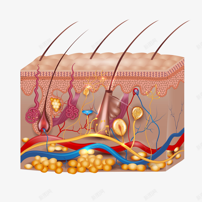 皮肤组织png免抠素材_新图网 https://ixintu.com 皮肤 组织