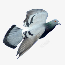 群鸽群鸽小鸟白色鸽子图透明影楼后期合成设计叠加PS高清图片