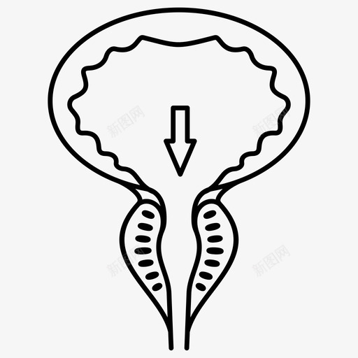 正常前列腺疾病男性解剖svg_新图网 https://ixintu.com 正常 前列腺 疾病 男性 解剖 医学 预防医学 插图