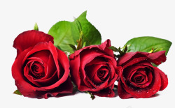 玫瑰底色玫瑰花透明底色高清图片