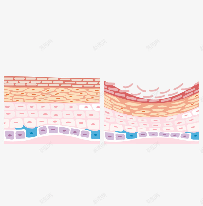 颈霜细胞结构png免抠素材_新图网 https://ixintu.com 颈霜 细胞 结构