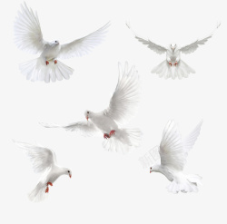 飞行的白鸽飞行的鸽子素材高清图片