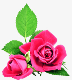 玫瑰抠图美极了装饰红玫瑰素材
