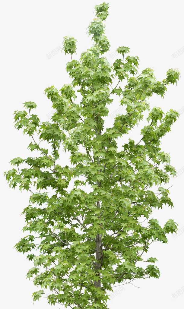 树树木植物png免抠素材_新图网 https://ixintu.com 树 树木 植物 树剪影