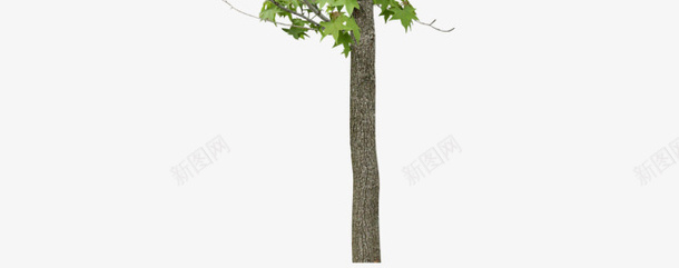 树树木植物png免抠素材_新图网 https://ixintu.com 树 树木 植物 树剪影