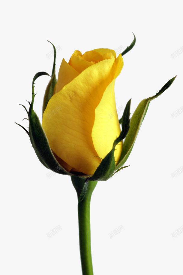 黄色的玫瑰花朵png免抠素材_新图网 https://ixintu.com 花朵 玫瑰 爱情 花瓣 植物