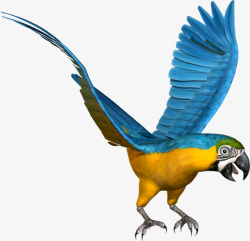 蓝色金刚鹦鹉鹦鹉开翅膀鸟类高清图片