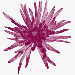 紫墨单菊花开素材