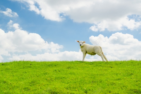 草原蓝天绵羊背景