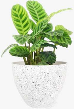 中式植物好看的室内桌上白色花盆绿色盆栽高清图片