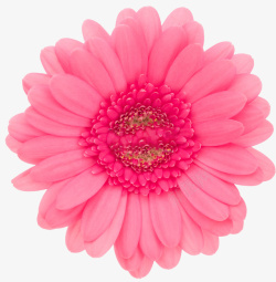 粉色单朵菊花素材