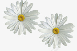 白色雏菊PNG免扣植物元素素材