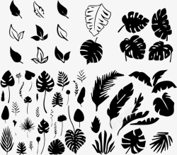 黑白树叶装饰画各种好看的树叶高清图片