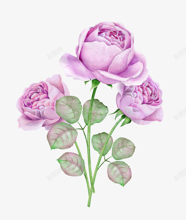 彩铅粉色玫瑰png免抠素材_新图网 https://ixintu.com 彩铅 粉色 玫瑰 植物