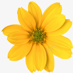 单朵大黄色菊花素材