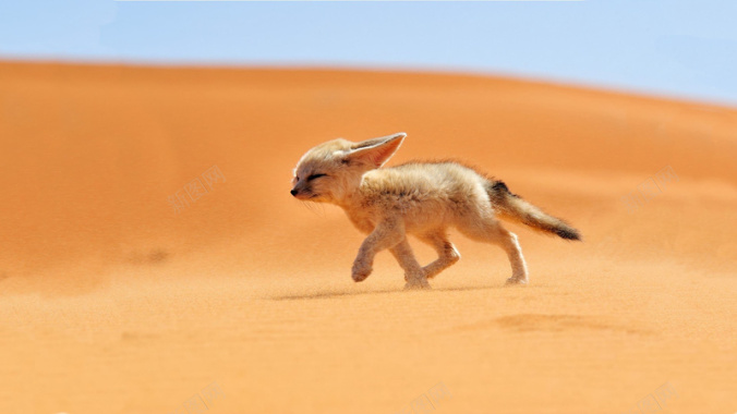 沙漠之狐自然风景狐仙背景