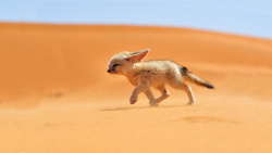 狐仙沙漠之狐自然风景狐仙高清图片