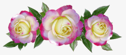 美极了玫瑰抠图美极了装饰高清图片