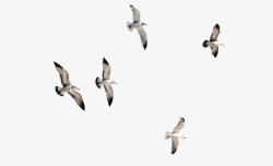 海鸥各种飞行海鸥写实飞行高清图片