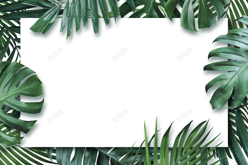 热带树叶树叶绿色绿色树叶jpg设计背景_新图网 https://ixintu.com 热带树叶 树叶 绿色 绿色树叶