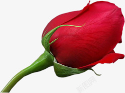 含苞待放的玫瑰玫瑰花的花苞高清图片