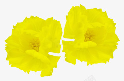 两朵嫩黄色花素材