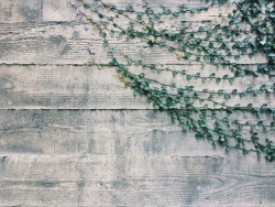 木质面板米色木质面板上绿色的植物高清图片