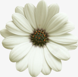 单朵大白色菊花素材