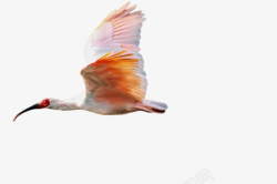 朱鹮朱鹮飞鸟类动物高清图片