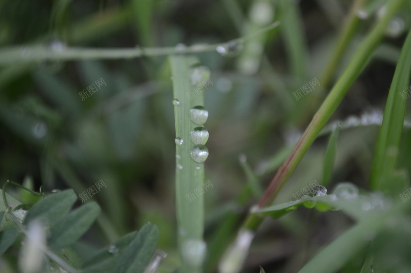 草丛中的小水滴在排队jpg设计背景_新图网 https://ixintu.com 水滴 小清新 自然 草丛