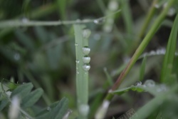 草丛中的小水滴在排队背景