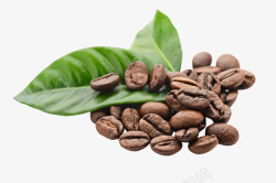 子叶咖啡豆子叶子高清图片