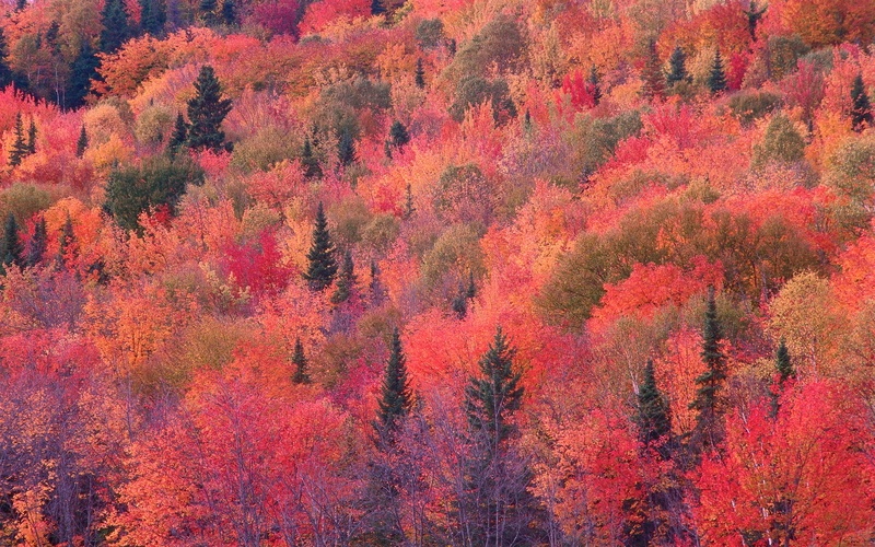 秋天的红色树林背景jpg设计背景_新图网 https://ixintu.com 秋天 红色 树林 背景