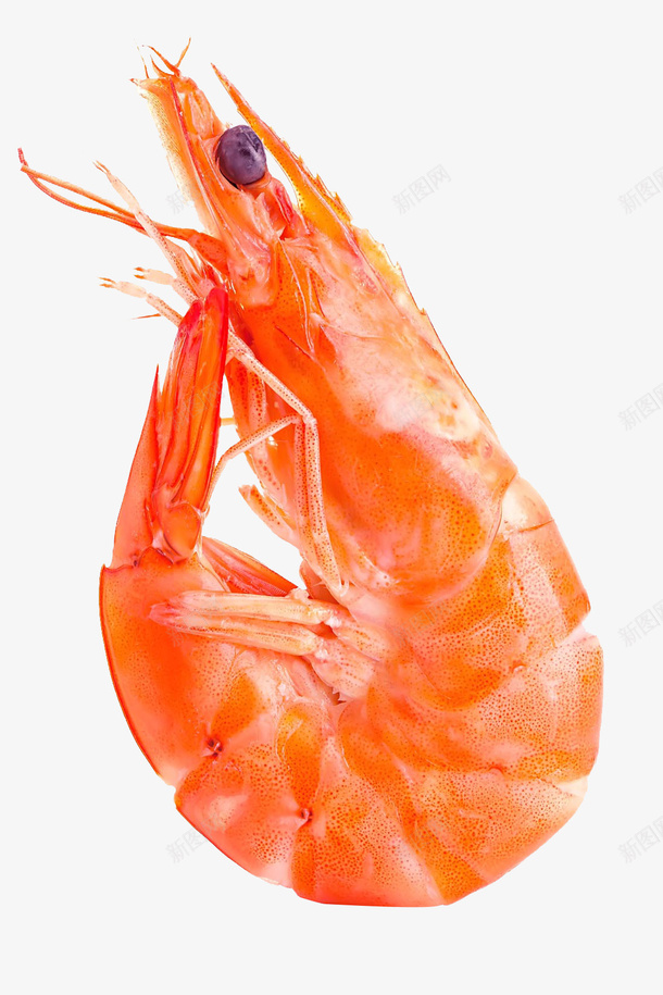 一只红色大虾png免抠素材_新图网 https://ixintu.com 红色 大虾 食物 免扣
