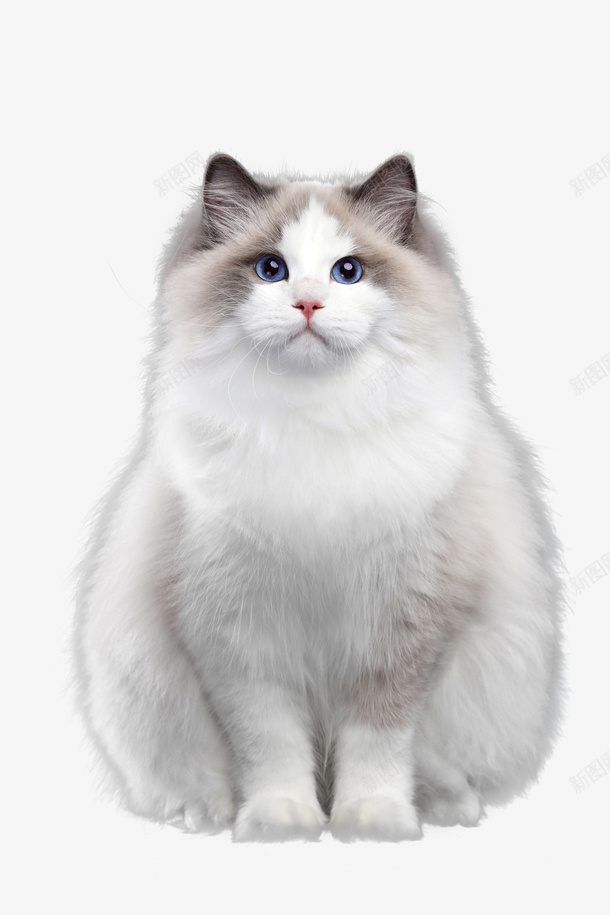 一颗可爱的白猫咪png免抠素材_新图网 https://ixintu.com 猫咪 猫 白猫 坐着的猫 毛毛的猫