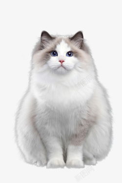 坐着铅笔一颗可爱的白猫咪高清图片