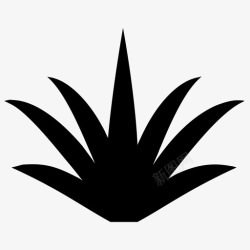 龙舌兰属植物多汁植物龙舌兰植物芦荟高清图片