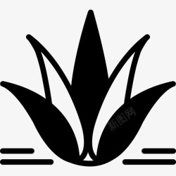 龙舌兰仙人草龙舌兰芦荟仙人掌高清图片